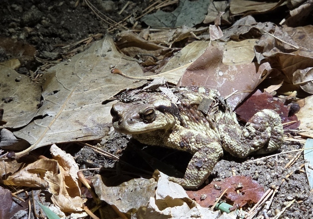대구 수성구 망월지 두꺼비 대이동 시작…지난해보다 7일 빨라