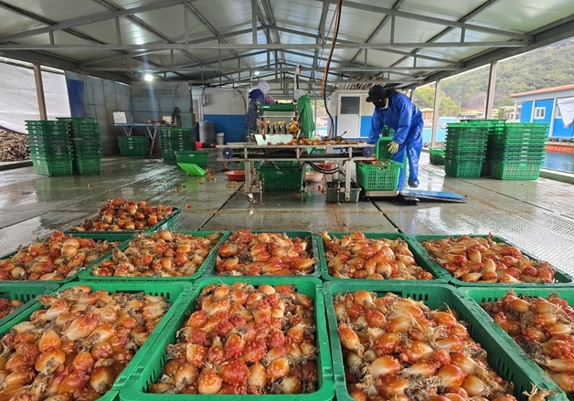 "2년 만에 나온 바다의 봄" 멍게수협 올해 초매식