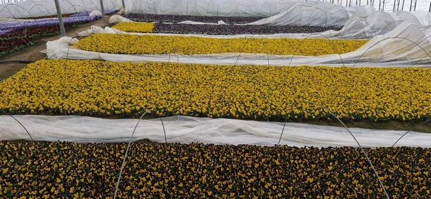 보령시, 주요 관광지 등 도심 전역에 봄꽃 35만 본 식재