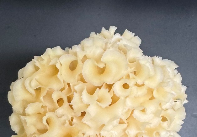 식용·약용 꽃송이버섯서 '지방 축적 억제' 성분 발견