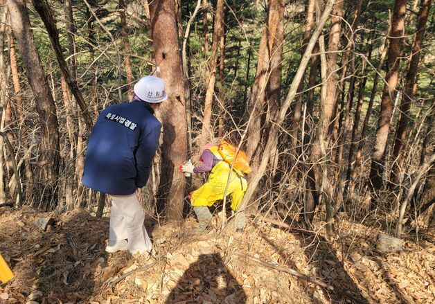"소나무재선충병 막자"…동부산림청, 10억 들여 방제사업 본격 추진