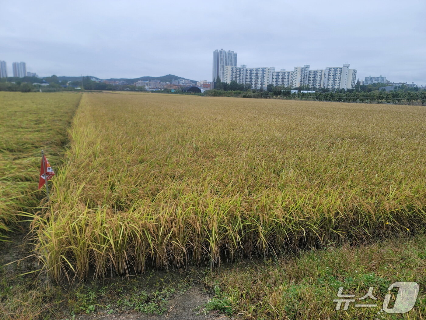 본문 이미지 - 참드림 쌀.(안산시 제공)