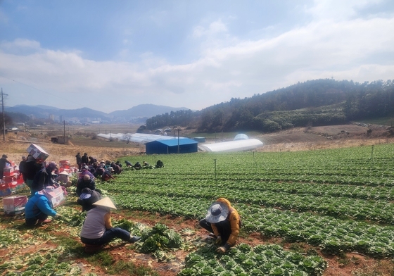 강호동 봄동 먹방 열풍에 최대 산지 진도 농민들 '웃음꽃'