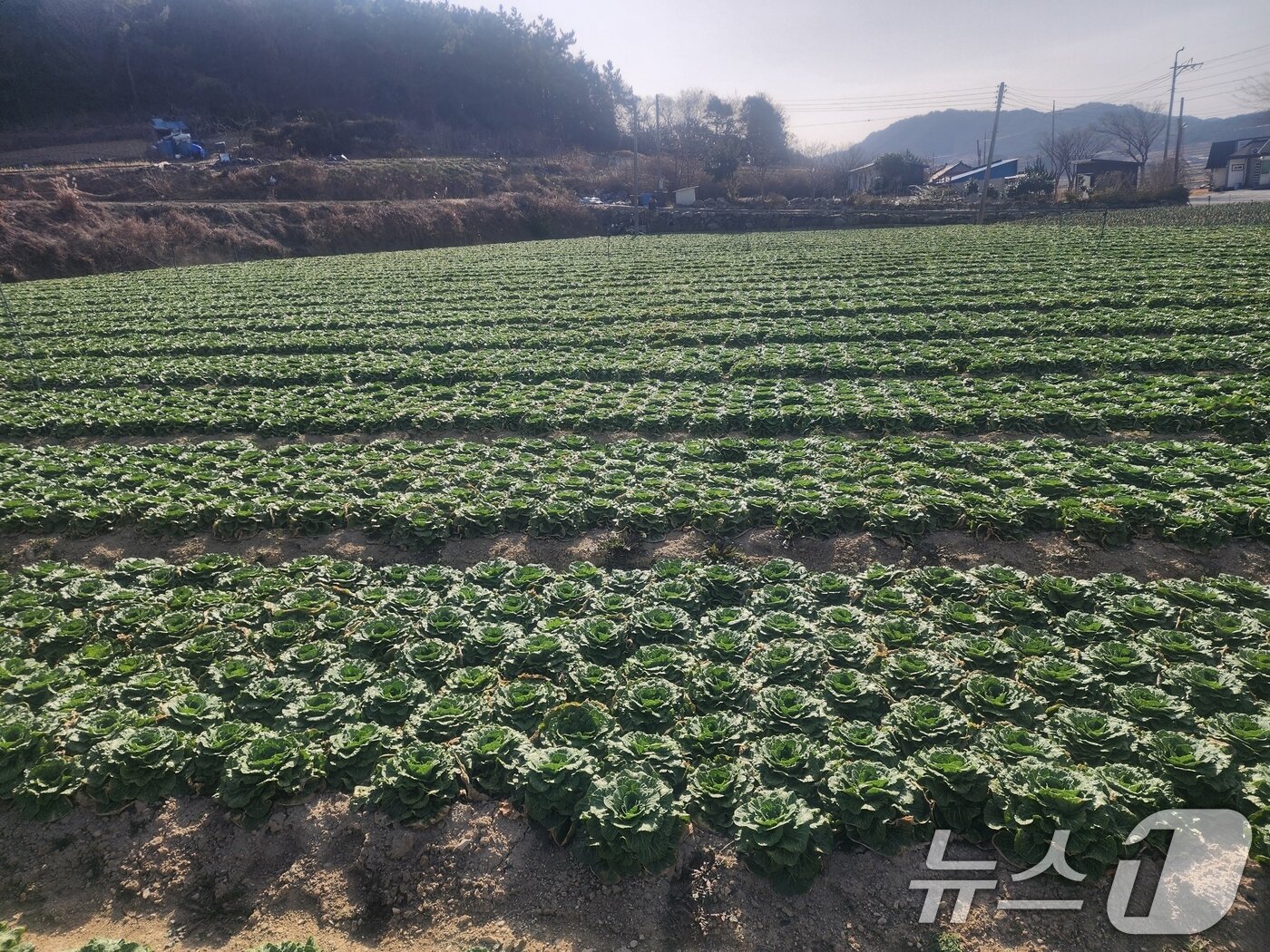 본문 이미지 - 전남 진도 지역 농가 모습. (독자 제공) 2026.2.27 ⓒ 뉴스1 
