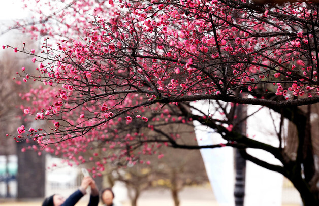 발길 사로잡는 홍매화