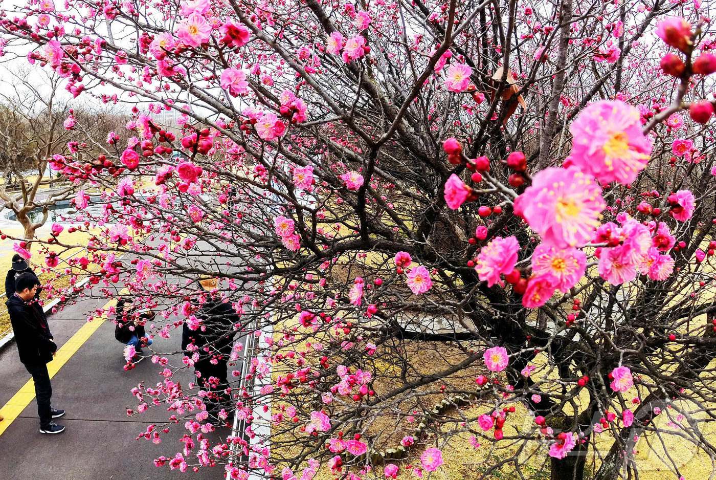 (광주=뉴스1) 박지현 기자 = 오전 한때 비가 내린 27일 광주 북구 매곡동 국립광주박물관 잔디 마당에 홍매화가 만개해 관람객들의 발길을 사로잡고 있다.(광주 북구 제공. 재판매 …