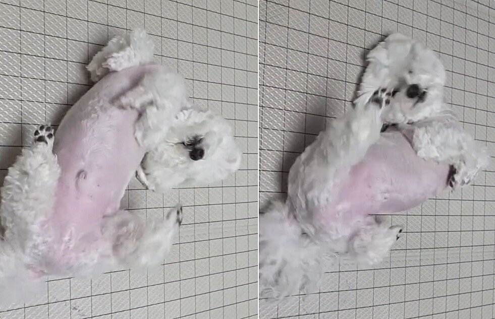 본문 이미지 - 박수 치자 누워서 춤추는 강아지 '또아'(인스타그램 ko_ppottoa 제공) ⓒ 뉴스1