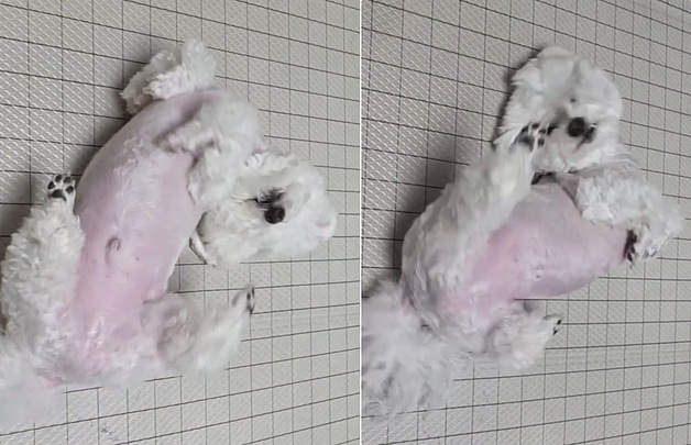 "잘한다~" 칭찬에 자동 공연…90만 명 홀린 '분홍소시지 춤' 강아지