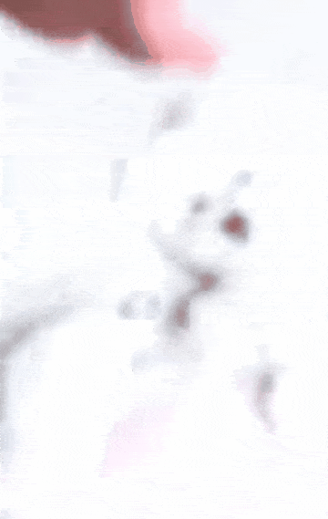 본문 이미지 - 박수 쳐주면 공연해주는 강아지 또아(인스타그램 ko_ppottoa 제공) ⓒ 뉴스1