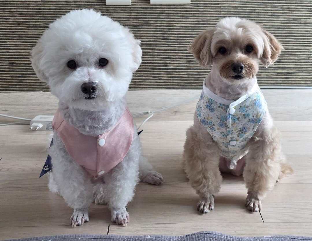 본문 이미지 - 현지 씨의 반려견 또아(왼쪽)와 뽀또(인스타그램 ko_ppottoa 제공) ⓒ 뉴스1