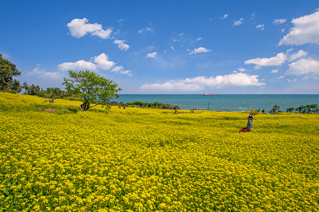 "연휴에 해안길 걸어요" 울산 동구 봄꽃 명소 스탬프 투어 운영