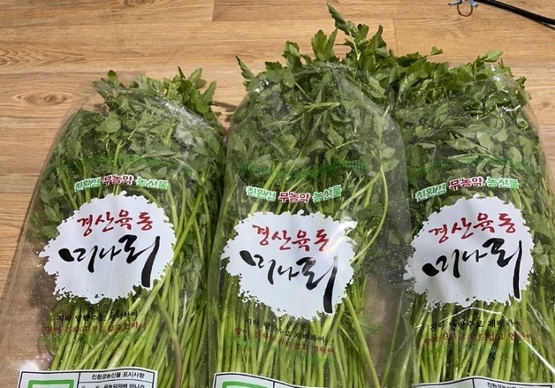 봄 향기 가득한 경산 '육동 미나리' 출하…1㎏에 1만4000원