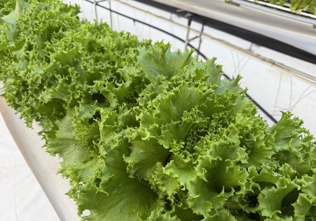 "아삭하고 부드러워" 유럽상추, 제주서 새로운 쌈채소로 주목