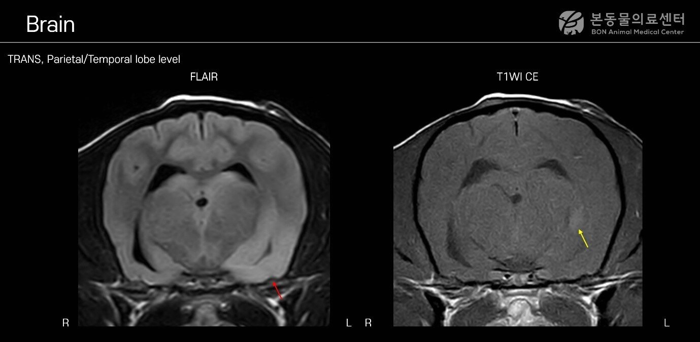 본문 이미지 - MRI 검사 결과 염증 부위를 확인할 수 있는 사진(본동물의료센터 제공) ⓒ 뉴스1