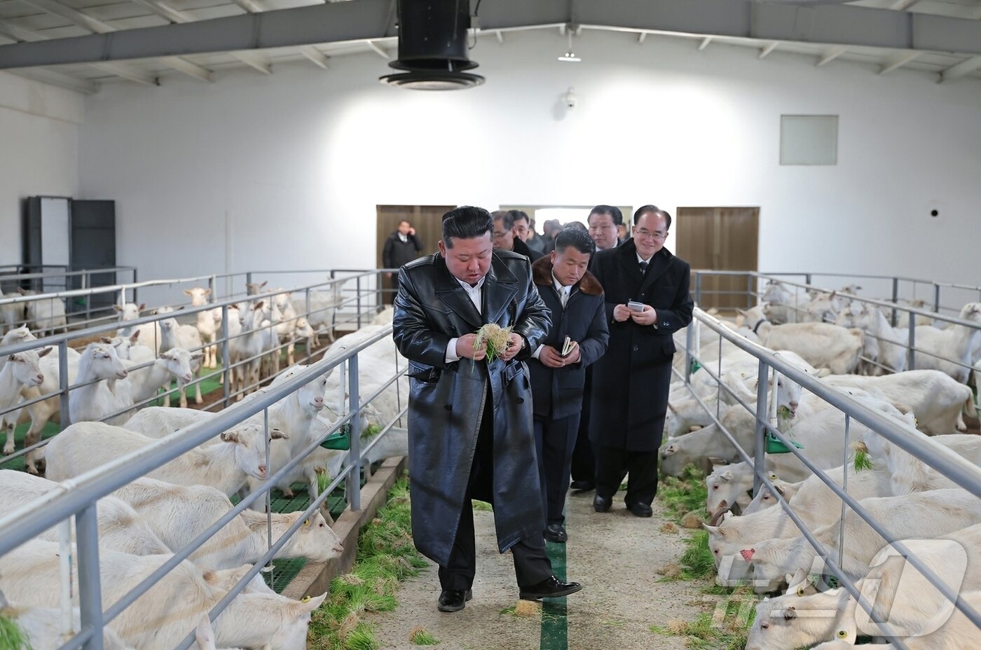 본문 이미지 - (평양 노동신문=뉴스1) = 노동당 기관지 노동신문은 3일 "새 시대 사회주의농촌 건설과 축산업 발전의 본보기로 일떠선 평안북도농촌경리위원회 삼광축산농장 조업식이 2월 2일 성대히 진행됐다"라고 보도했다. [국내에서만 사용가능. 재배포 금지. DB 금지. For Use Only in the Republic of Korea. Redistribution Prohibited] rodongphoto@news1.kr