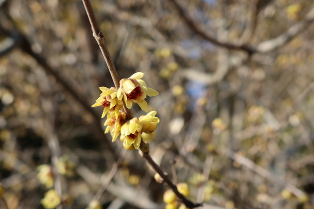 납매·매화 개화…입춘 앞둔 천리포수목원 봄꽃으로 깨어나다