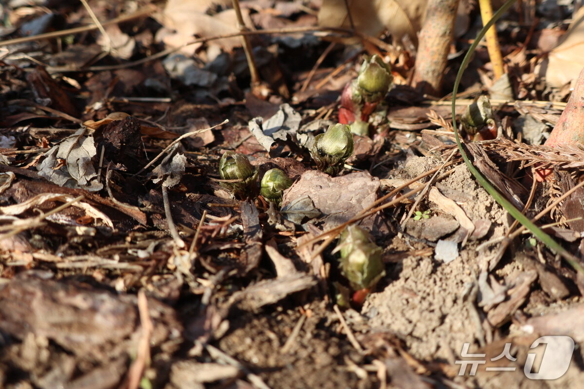 본문 이미지 - 화단 위로 곷송이를 내민 복수초(천리포수목원 제공. 재판매 및 DB금지)2026.2.3/뉴스1