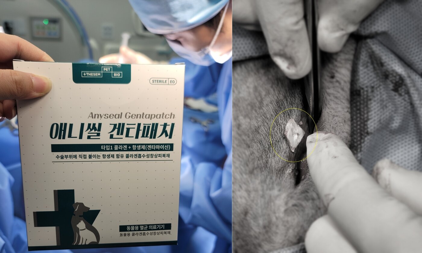 본문 이미지 - 감염 위험이 높은 항문 종괴 제거 수술 시 애니씰 겐타패치를 사용한 모습(FM동물메디컬센터 제공) ⓒ 뉴스1