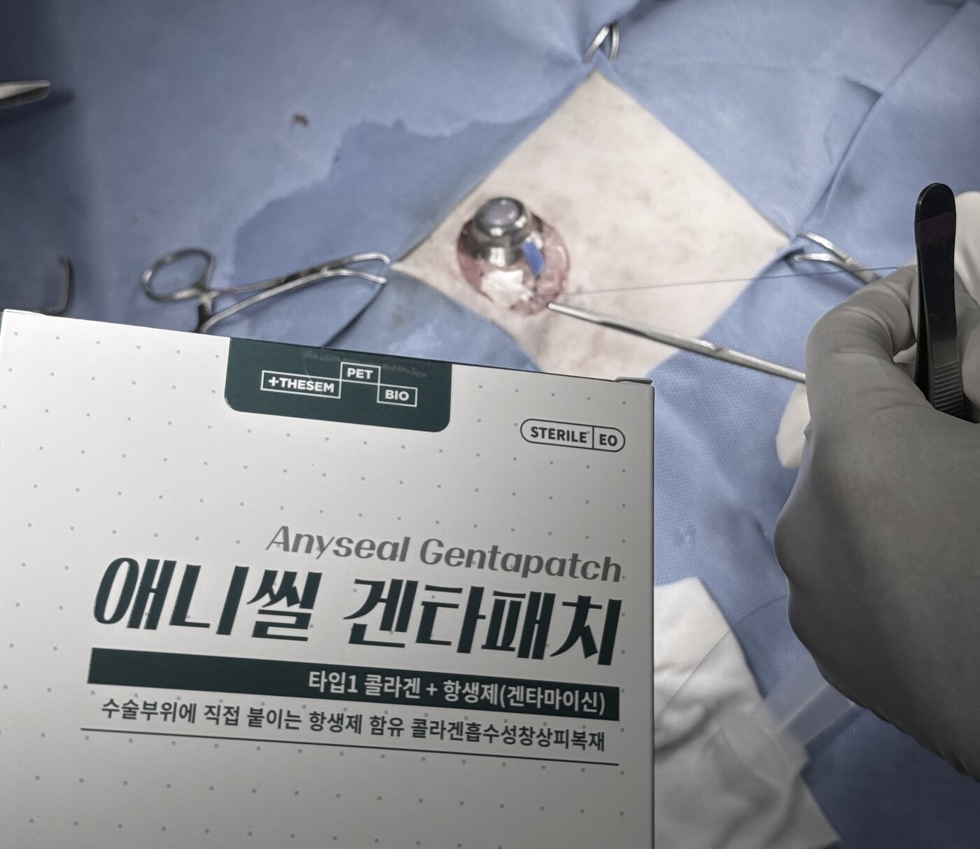 본문 이미지 - 흉관 포트 장착 후 감염이 발생한 환견 재수술 시 애니씰 겐타패치를 적용한 모습(FM동물메디컬센터 제공) ⓒ 뉴스1