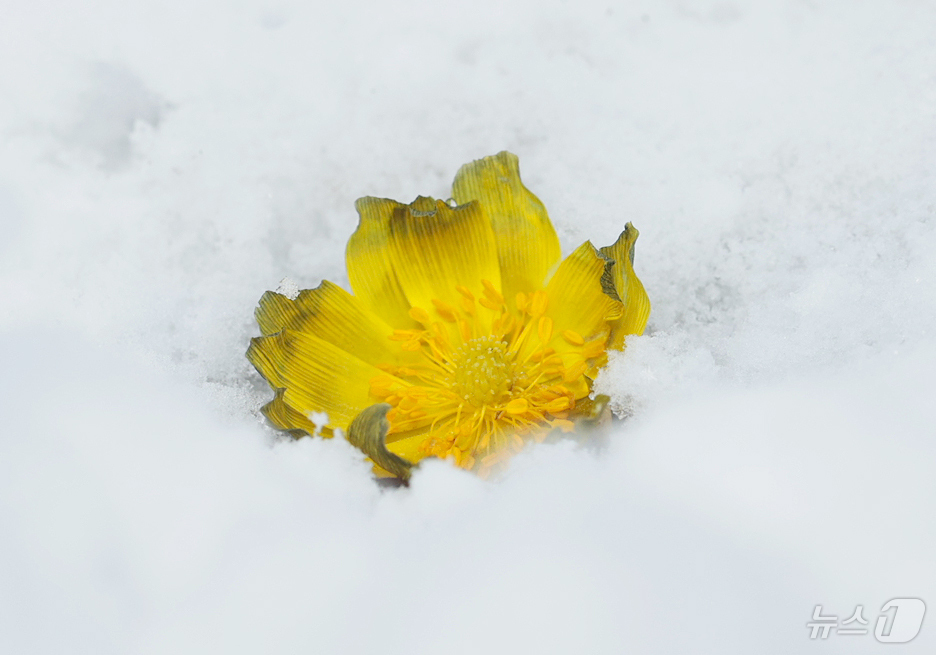 (서울=뉴스1) = 절기상 입춘(立春)을 하루 앞둔 3일 경남 함양군 병곡면 대봉산에서 복수초가 눈을 비집고 노란 꽃망울을 터뜨려 봄소식을 전하고 있다. (함양군 제공. 재판매 및 …
