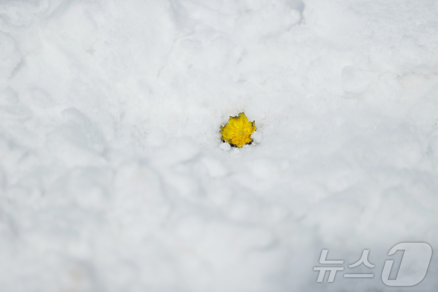 (서울=뉴스1) = 절기상 입춘(立春)을 하루 앞둔 3일 경남 함양군 병곡면 대봉산에서 복수초가 눈을 비집고 노란 꽃망울을 터뜨려 봄소식을 전하고 있다. (함양군 제공. 재판매 및 …