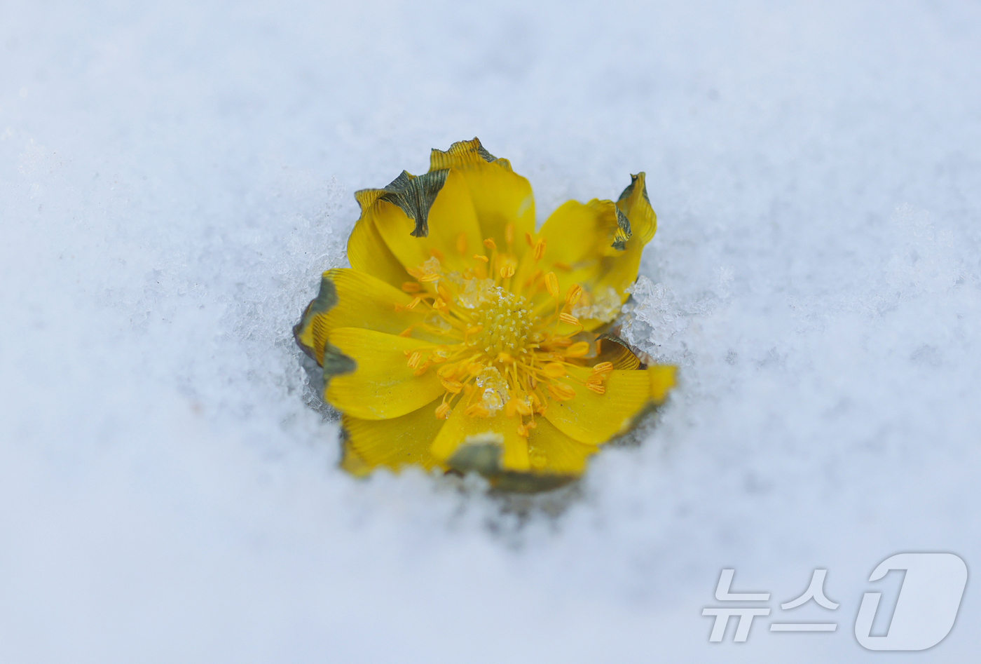 (서울=뉴스1) = 절기상 입춘(立春)을 하루 앞둔 3일 경남 함양군 병곡면 대봉산에서 복수초가 눈을 비집고 노란 꽃망울을 터뜨려 봄소식을 전하고 있다. (함양군 제공. 재판매 및 …