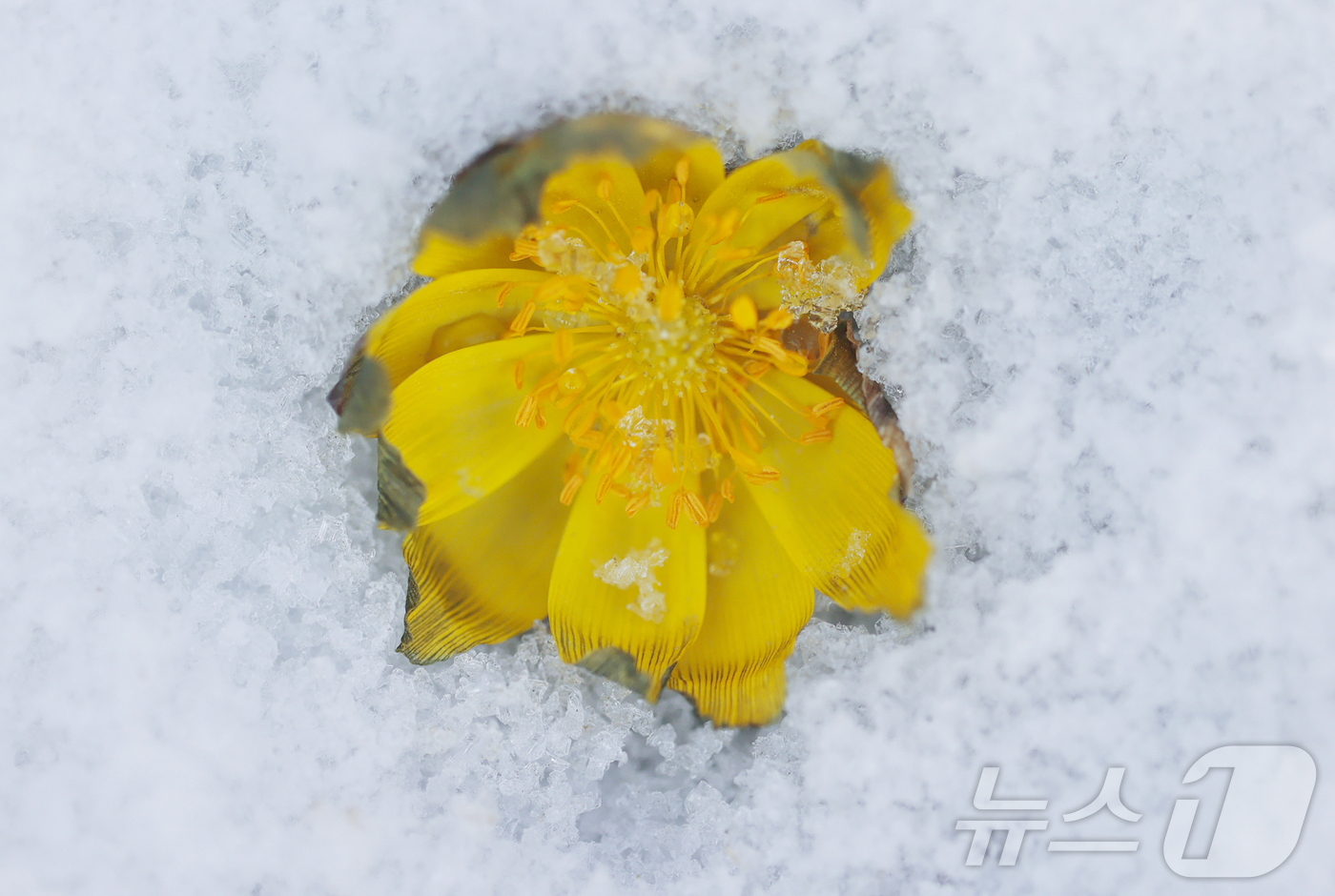 (서울=뉴스1) = 절기상 입춘(立春)을 하루 앞둔 3일 경남 함양군 병곡면 대봉산에서 복수초가 눈을 비집고 노란 꽃망울을 터뜨려 봄소식을 전하고 있다. (함양군 제공. 재판매 및 …