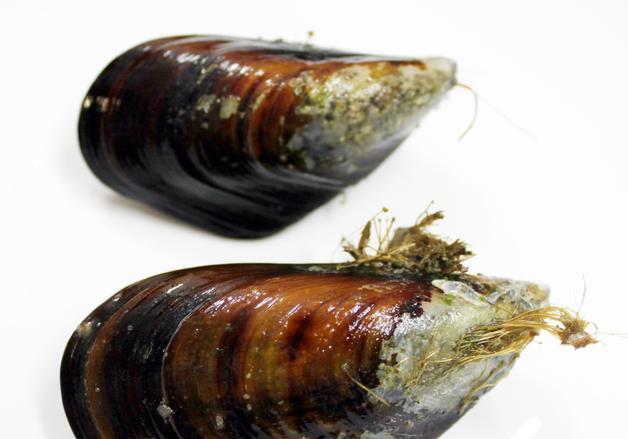 거제 연안 '자연산 홍합'서 마비성패류독소 허용치 초과 검출