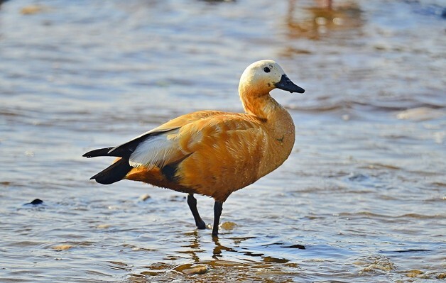 서천지속협 2월 이달의 새로 '황오리' 선정
