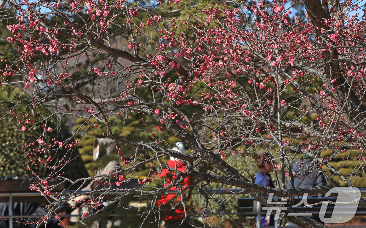 (부산=뉴스1) 윤일지 기자 = 절기상 입춘(立春)을 하루 앞둔 3일 부산 남구 유엔기념공원에서 봄의 전령사 홍매화가 활짝 펴 눈길을 끌고 있다. 2026.2.3/뉴스1