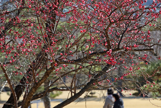 '입춘' 추위 가고 평년 기온 회복…낮 최고 12도 포근(종합)
