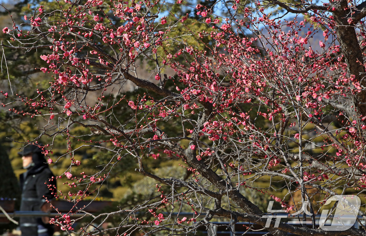 (부산=뉴스1) 윤일지 기자 = 절기상 입춘(立春)을 하루 앞둔 3일 부산 남구 유엔기념공원에서 봄의 전령사 홍매화가 활짝 펴 눈길을 끌고 있다.  2026.2.3/뉴스1