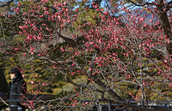 내일 '입춘' 아침 -8~2도 '쌀쌀'…낮엔 12도까지 올라 '봄기운'(종합)