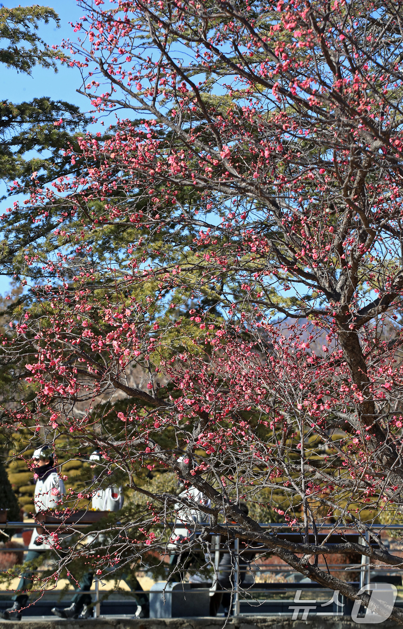 (부산=뉴스1) 윤일지 기자 = 절기상 입춘(立春)을 하루 앞둔 3일 부산 남구 유엔기념공원에서 봄의 전령사 홍매화가 활짝 펴 눈길을 끌고 있다.  2026.2.3/뉴스1