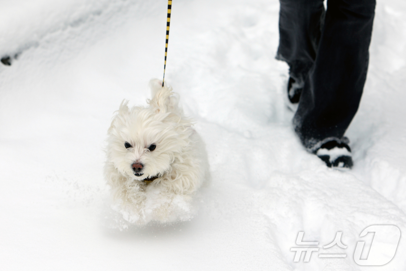 (신화=뉴스1) 김경민 기자 = 루마니아 국립기상청은 2일(현지시간) 오전부터 3일까지 국가의 절반 이상에 영향을 미치는 심각한 한랭과 서리에 대해 '코드 옐로우' 경보를 발령했다 …