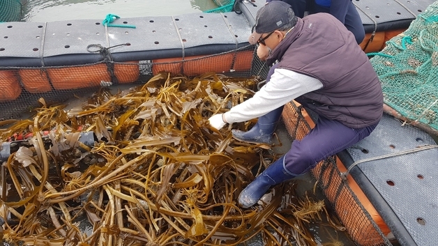 해수부, 내일 경남 고성서 청년어업인과 '기회의 바다' 조성 논의
