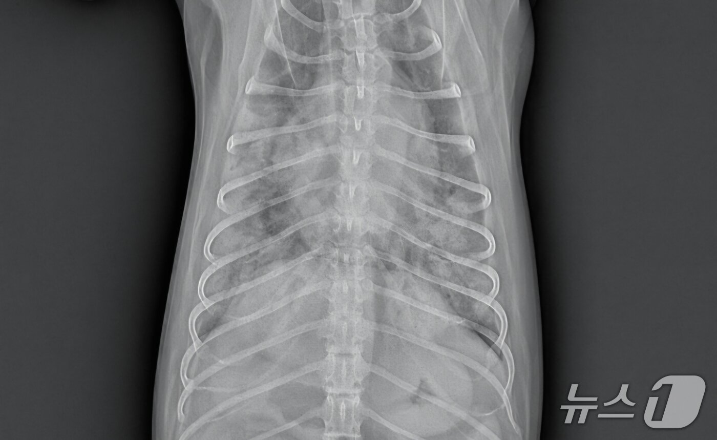 본문 이미지 - 심장에 문제가 있는 반려견 엑스레이 사진(더케어동물의료센터 제공) ⓒ 뉴스1