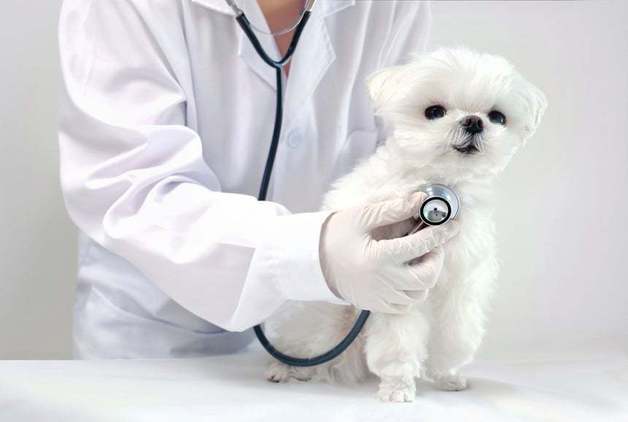 피 섞인 기침하던 심장병 반려견…'골든타임'이 목숨 살렸다