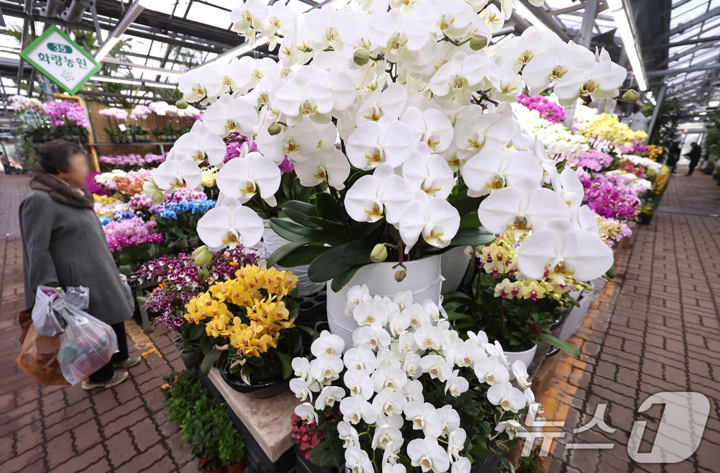 본문 이미지 - 절기상 입춘(立春)인 4일 서울 서초구 양재화훼단지를 찾은 시민이 화분을 사고 있다. ⓒ News1 구윤성 기자