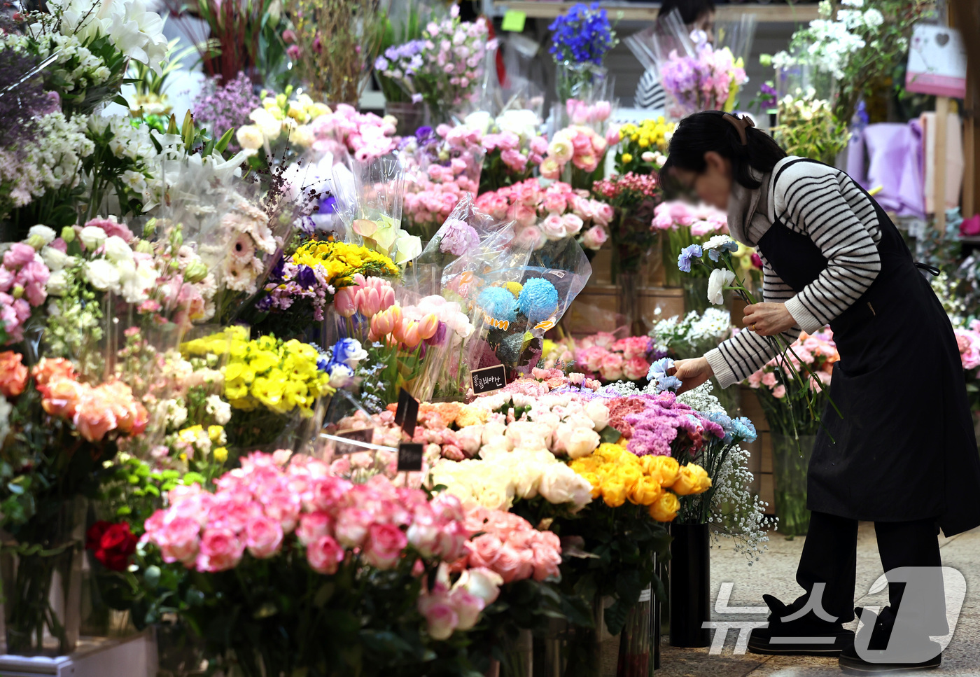 (서울=뉴스1) 구윤성 기자 = 절기상 입춘(立春)인 4일 서울 서초구 양재꽃시장에서 직원이 꽃을 고르고 있다. 2026.2.4/뉴스1