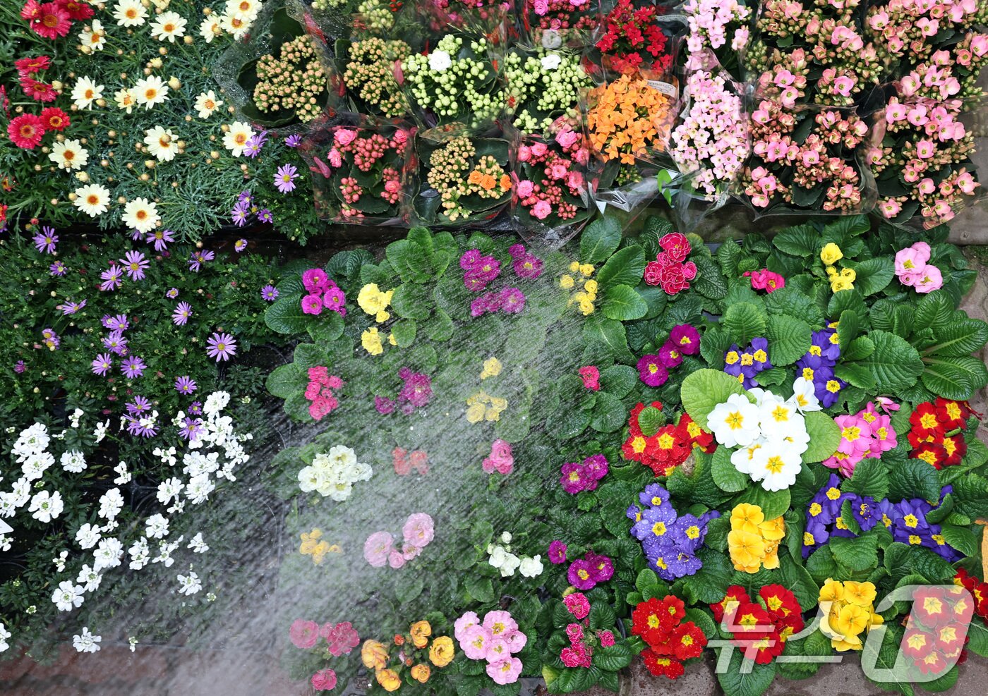 본문 이미지 - 절기상 입춘(立春)인 4일 서울 서초구 양재화훼단지에서 관계자가 프리뮬러 등 다양한 꽃모종에 물을 주고 있다. 2026.2.4/뉴스1 ⓒ News1 구윤성 기자