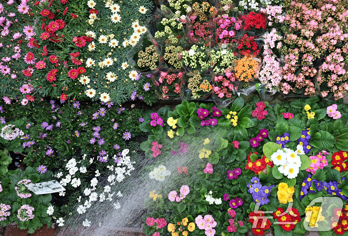 (서울=뉴스1) 구윤성 기자 = 절기상 입춘(立春)인 4일 서울 서초구 양재화훼단지에서 관계자가 프리뮬라 등 모종에 물을 주고 있다. 2026.2.4/뉴스1