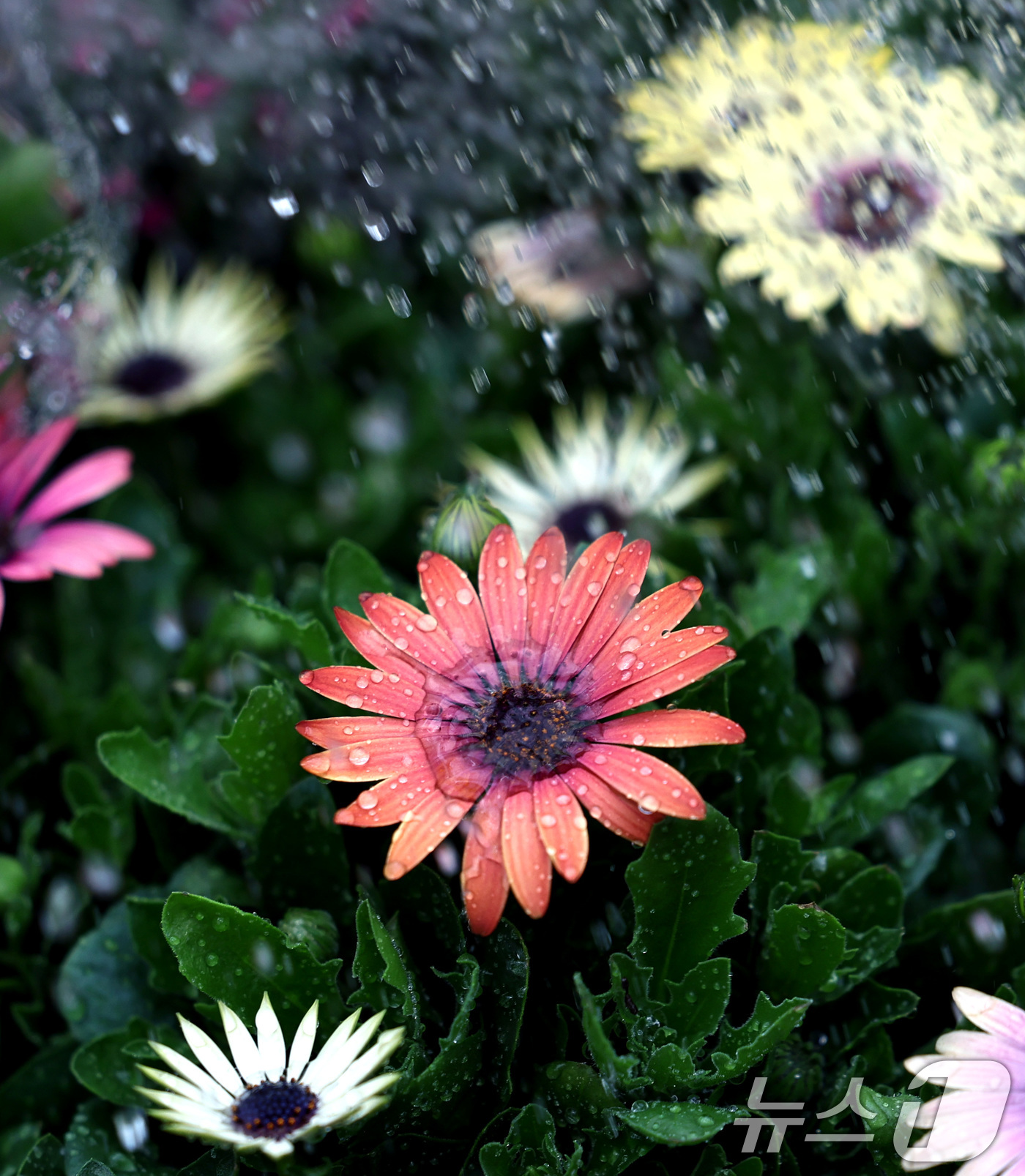 (서울=뉴스1) 구윤성 기자 = 절기상 입춘(立春)인 4일 서울 서초구 양재화훼단지에서 관계자가 꽃 모종에 물을 주고 있다. 2026.2.4/뉴스1