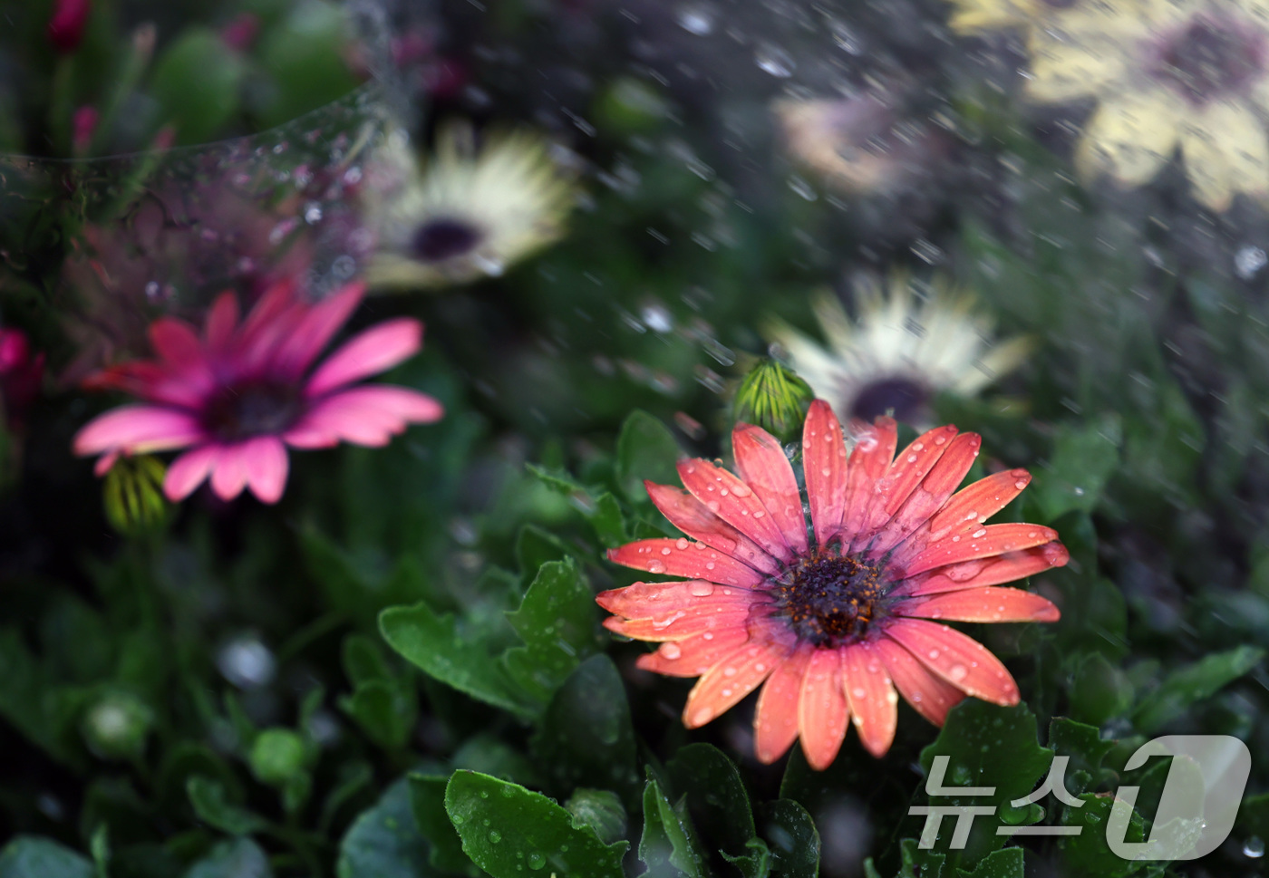 (서울=뉴스1) 구윤성 기자 = 절기상 입춘(立春)인 4일 서울 서초구 양재화훼단지에서 관계자가 꽃모종에 물을 주고 있다. 2026.2.4/뉴스1