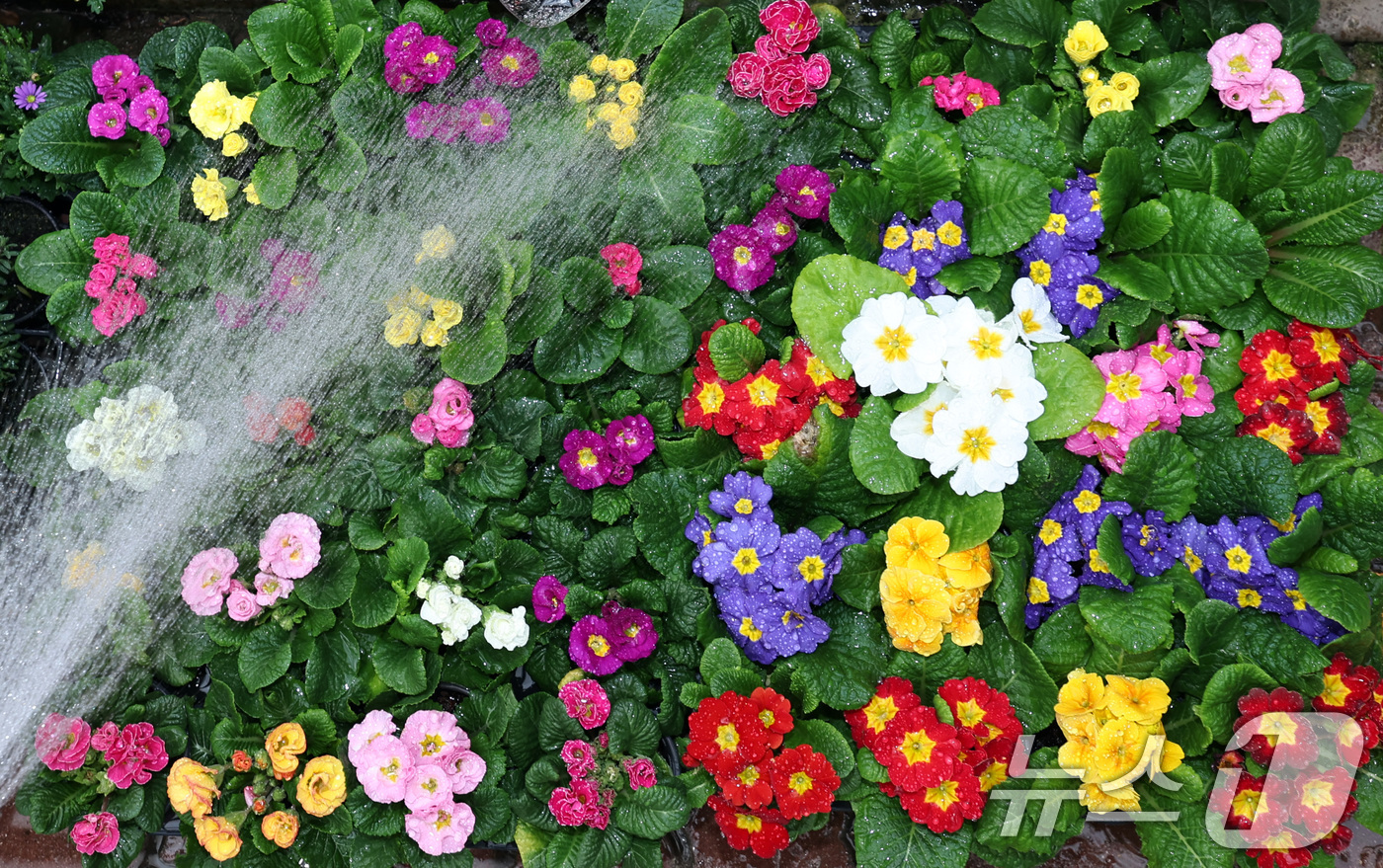 (서울=뉴스1) 구윤성 기자 = 절기상 입춘(立春)인 4일 서울 서초구 양재화훼단지에서 관계자가 프리뮬러 등 모종에 물을 주고 있다. 2026.2.4/뉴스1