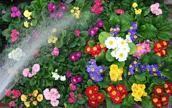 생기 도는 입춘