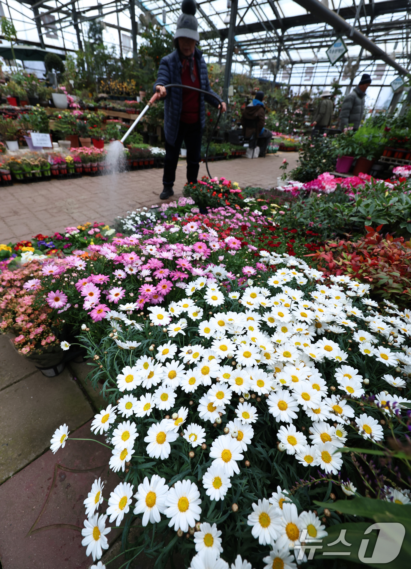 (서울=뉴스1) 구윤성 기자 = 절기상 입춘(立春)인 4일 서울 서초구 양재화훼단지에서 관계자가 프리뮬러 등 다양한 꽃모종에 물을 주고 있다. 2026.2.4/뉴스1
