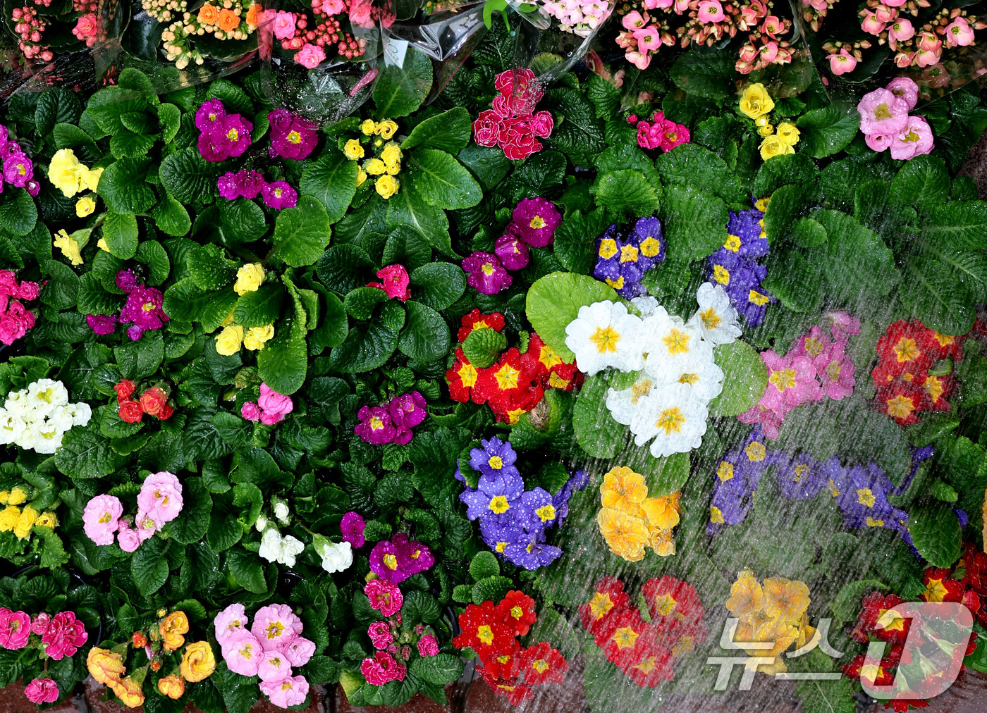 (서울=뉴스1) 구윤성 기자 = 절기상 입춘(立春)인 4일 서울 서초구 양재화훼단지에서 관계자가 프리뮬러 등 다양한 꽃모종에 물을 주고 있다. 2026.2.4/뉴스1