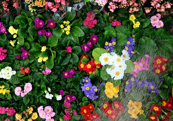 '생글생글 봄맞이'