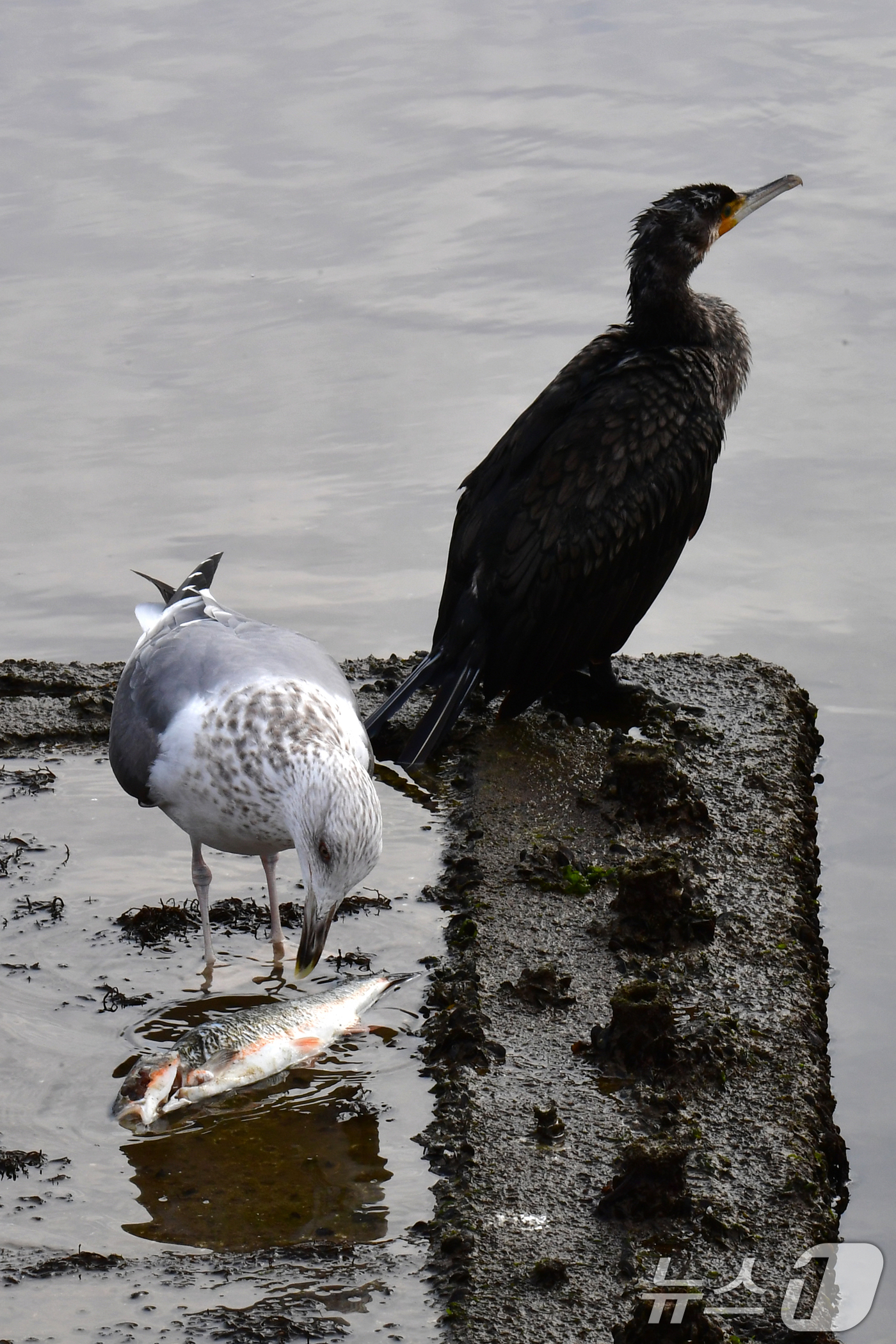 (포항=뉴스1) 최창호 기자 = 4일 경북 포항시 송도동 포항운하에서 갈매기 한마리가 물고기를 뜯어먹고 있다.  2026.2.4/뉴스1